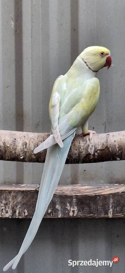 Likwidacja hodowli średniej papugi