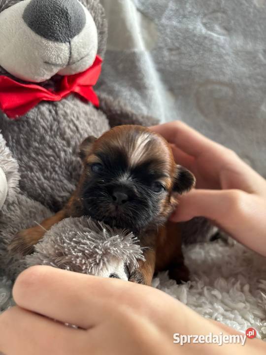 ShihTzu suczka odbiór w grudniu Shih Tzu Strzelce Opolskie