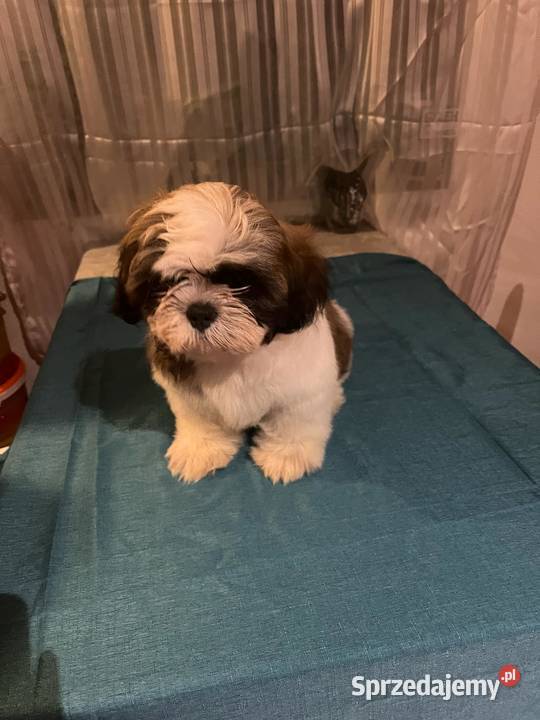 Shih Tzu FCi ZKwp Tuchów
