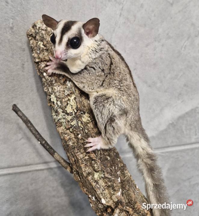 Lotopałanki Karłowate samice I samce sprzedam