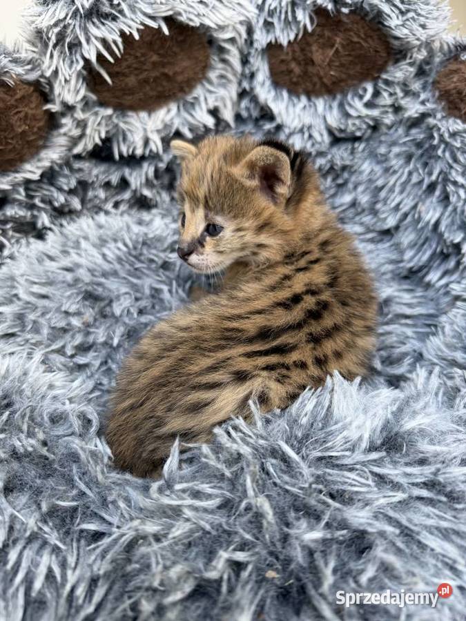 Samiec serwal Kraków