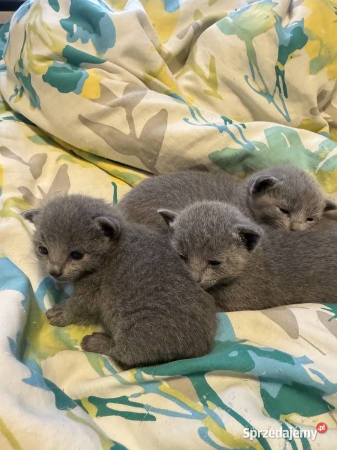 Kocięta rosyjskie niebieskie Gniezno sprzedam