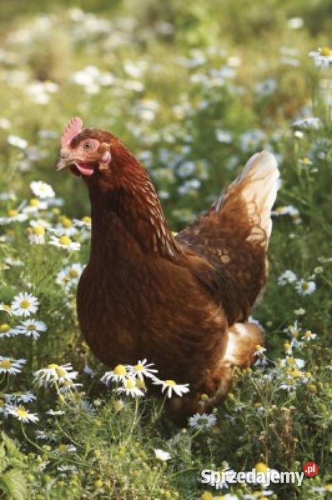 Jajka wiejskie Olbrachtowo