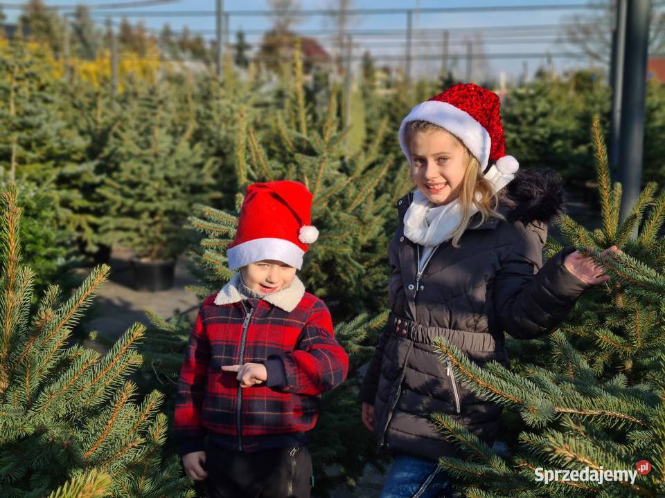 CHOINKA POD DRZWI Swierk Srebrny 140160 doniczka Rydzyny