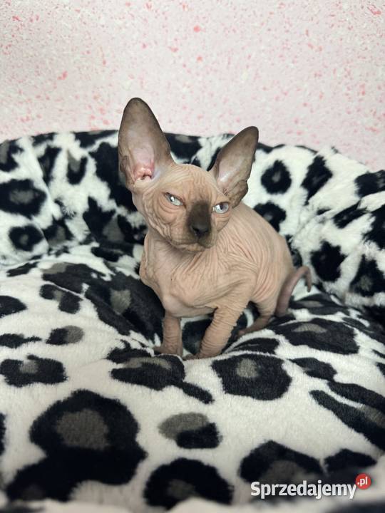 Sfinks dziewczynka sprzedam