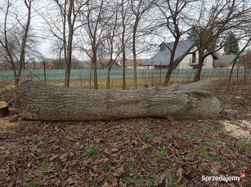 Drzewo pień orzech włoski Radecznica sprzedam