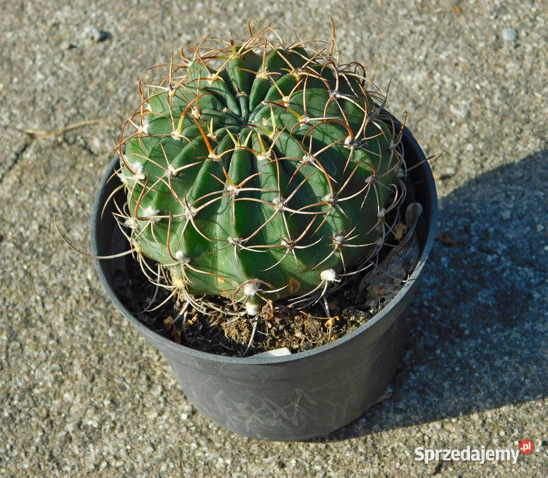 Kaktus Echinopsis Lobivia białe kwiaty Kraków