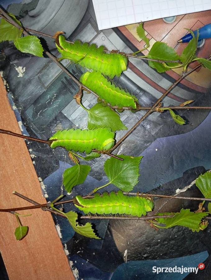 Kokony i gąsienicę motyli Actias Luna jedwabnika