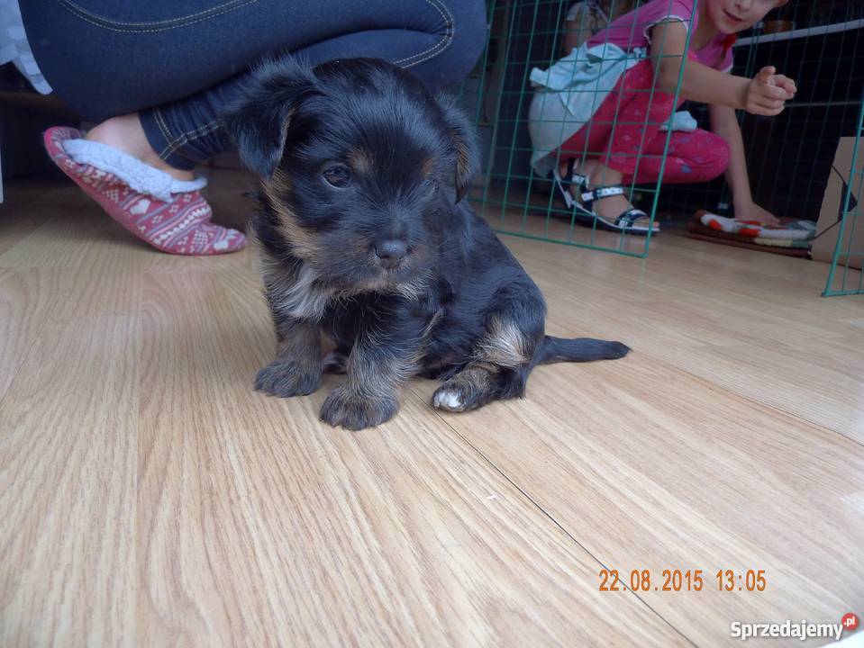 szczeniaki Yorki sprzedam