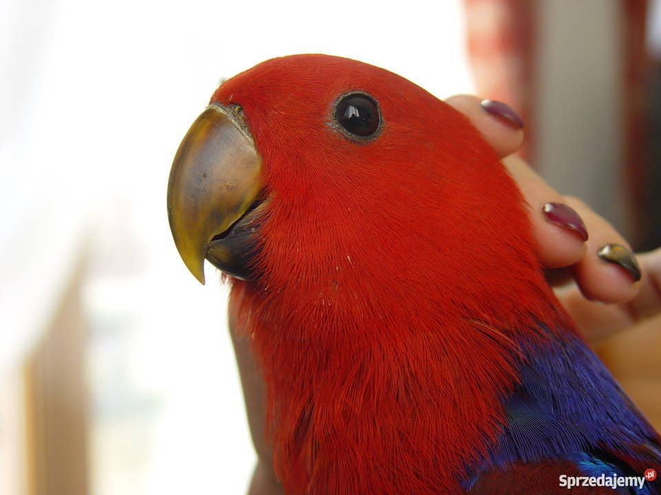 Lora Wielka małopolskie Niepołomice