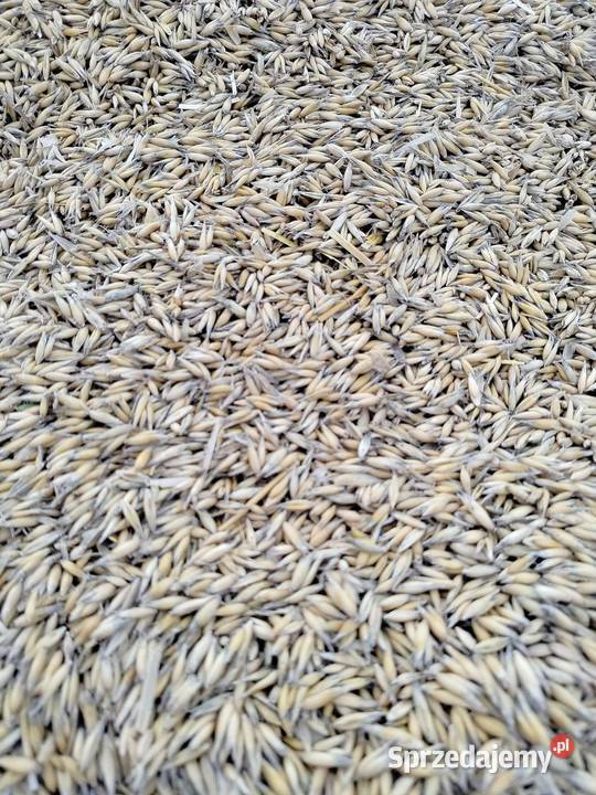 owies odmiana Pablo Przeworsk