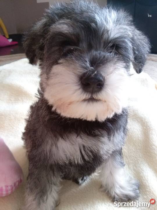 Sznaucer miniatura Latosówka