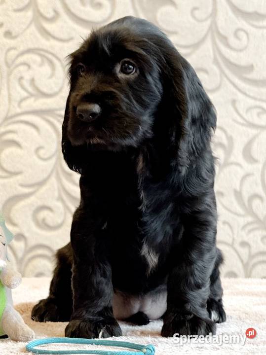 Field spaniel Kraków sprzedam