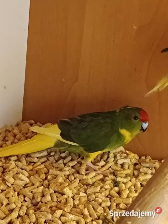 Modrolotki 2 pary Ostrowiec Świętokrzyski