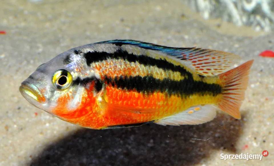 Haplochromis Rock Kribensis szeroka WYSYŁKA Ryby Gdańsk
