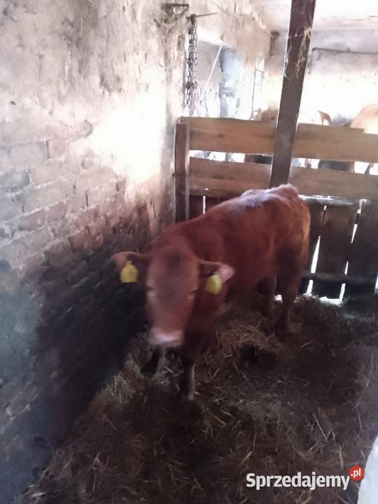 Byczek odsad odsadek LM Sieraków sprzedam