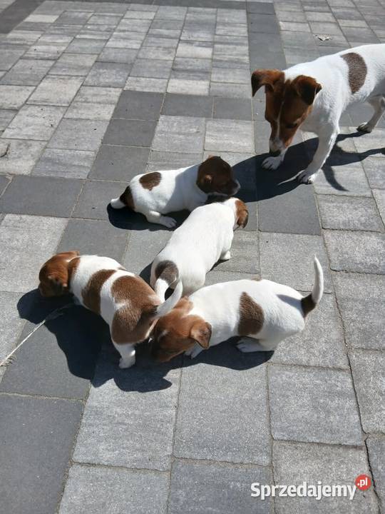 Jack Russell Terrier suczka łódzkie Grabów sprzedam