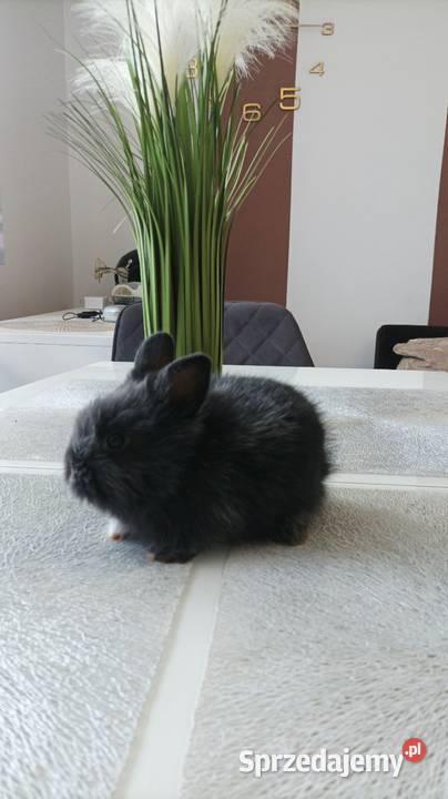 Królik króliczki odmiana miniaturka idealne Iłża