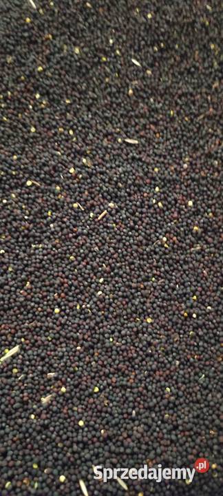 Rzepak na poplon olej nie desykowany Będzelin