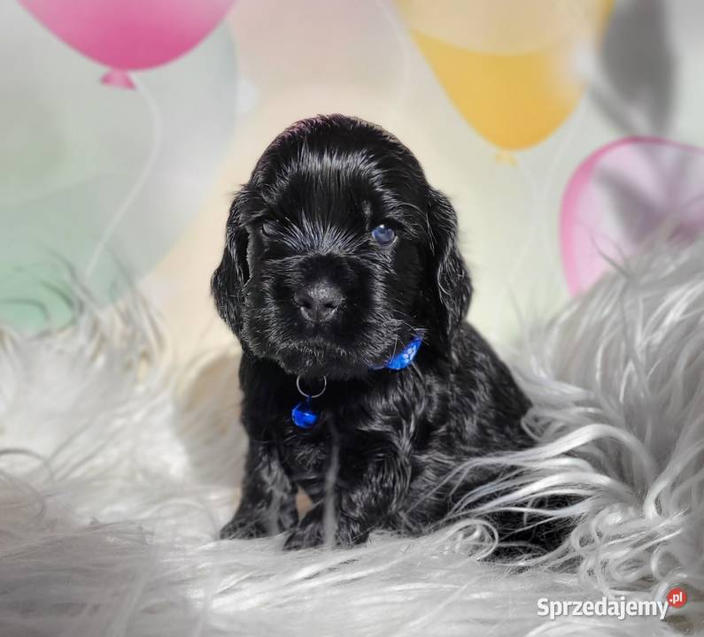 Cocker spaniel angielski pieski i suczki Łódź