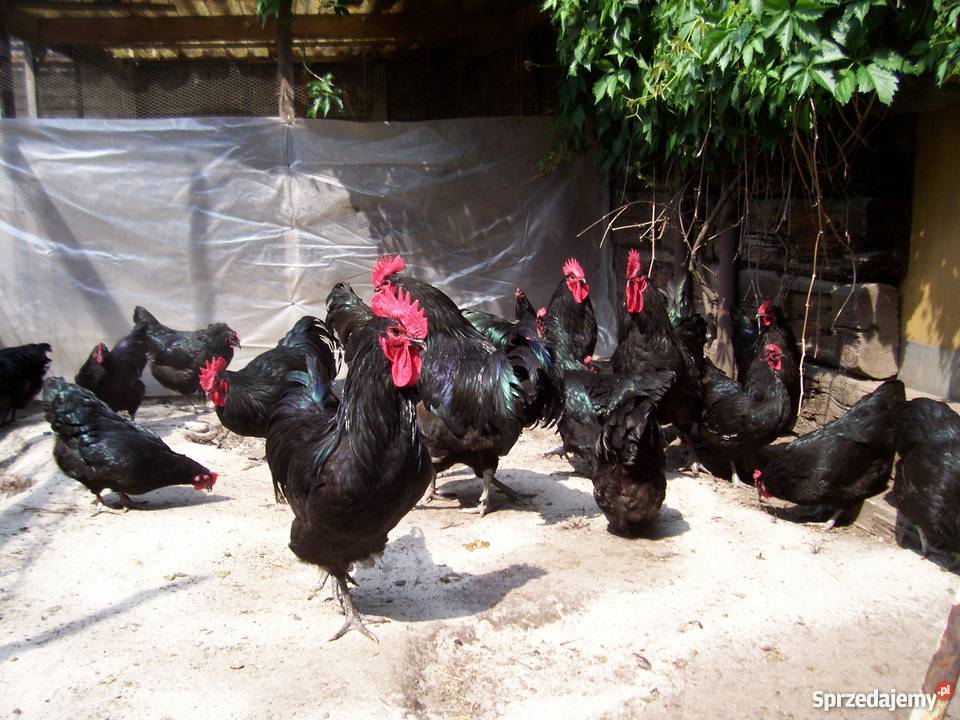 Jajka lęgowe Australorp czarny Australopr łódzkie Nieborów sprzedam
