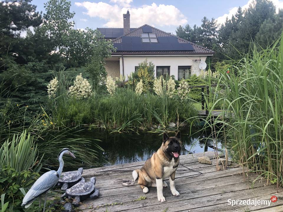 akita amerykanski 35 roku szuka partnerki dolnośląskie Legnica