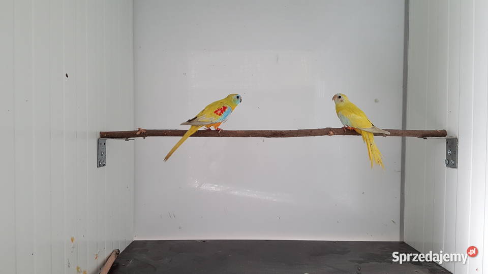 Łąkówka turkusowa łąkówki turkusowe lutino para Leszno