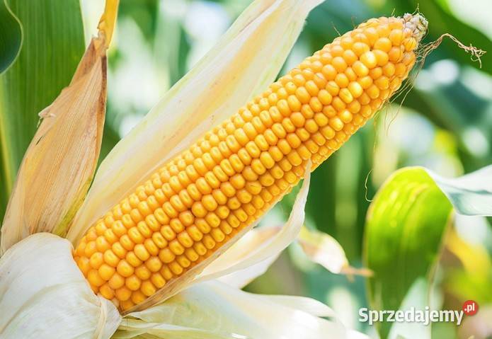 Kukurydza Podlasiak FAO 260 kiszonka łódzkie Sieradz sprzedam