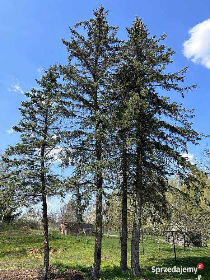 Sprzedam drzewo drewno drzewa świerk srebrny Opał Biedaczów