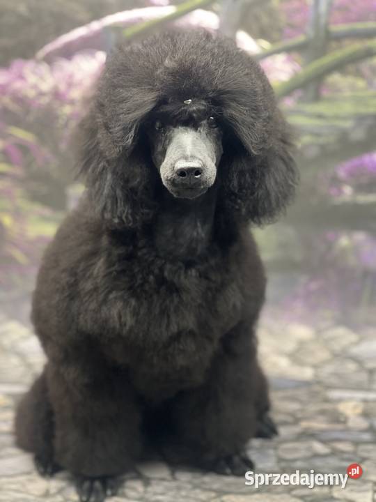 Pudel miniaturowy czarny chłopczyk FCI sprzedam