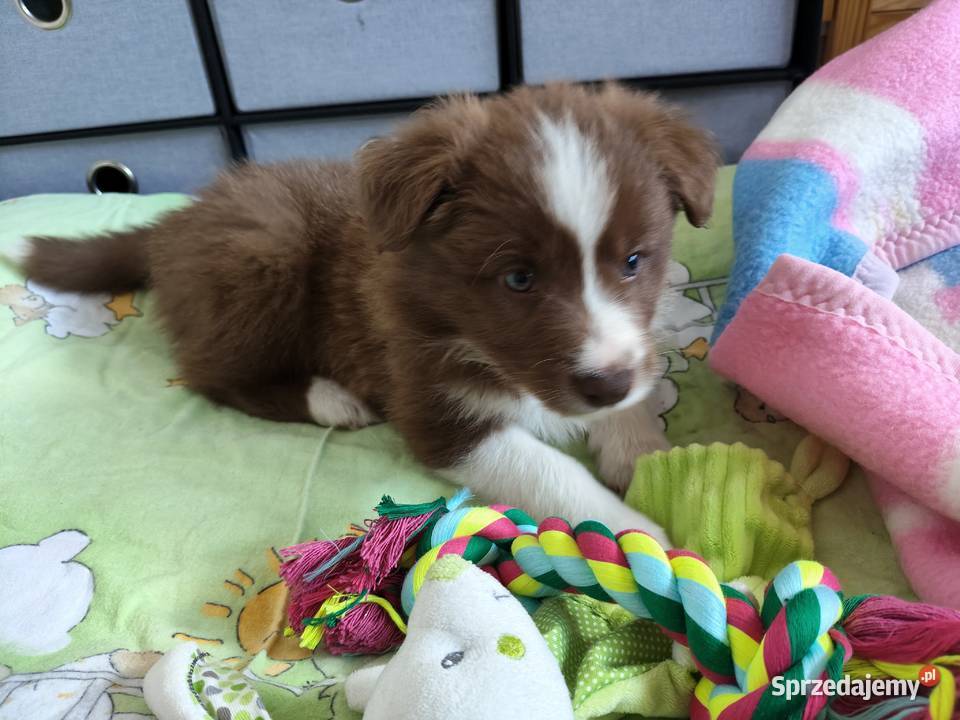 Szczeniak Border Collie ZKwP FCI