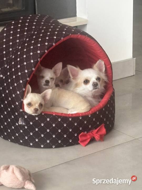 Dziewczynka krótkowłosa Chihuahua Lenka