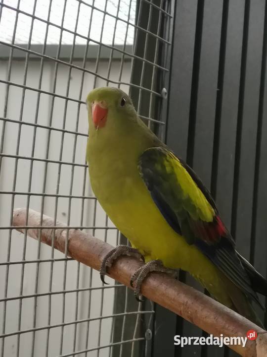 papuga górska para Nowe