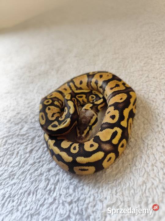 Samczyki Pastel poss Yb Pruszków