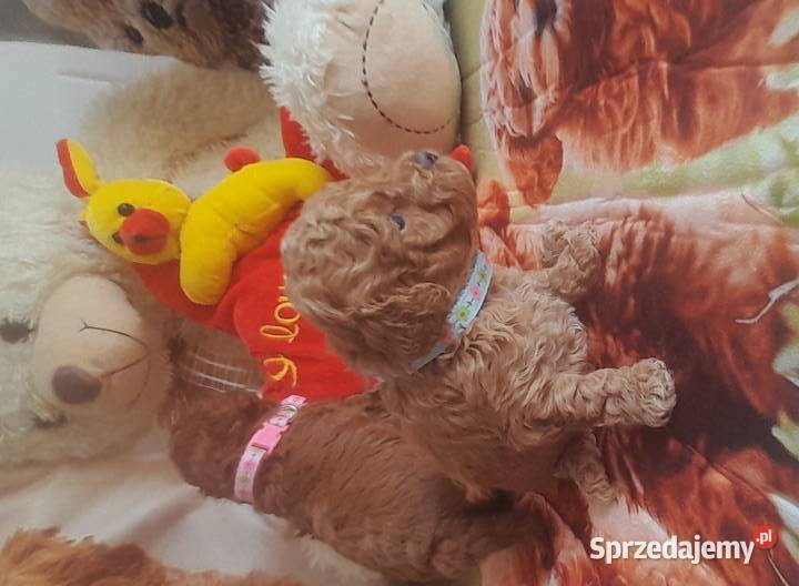 Pudelki TOYREDBADANIA GENETYCZNE odbiór 19 lipca Wejherowo