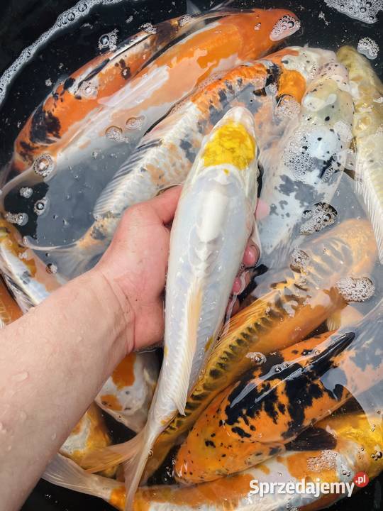 Karpie Koi Ryby Mościejewo