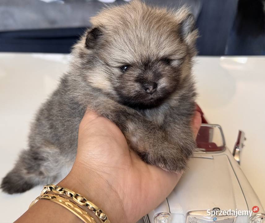 Szpic miniaturowy Pomeranian samiec MIŚ Szpic miniaturowy Przywidz