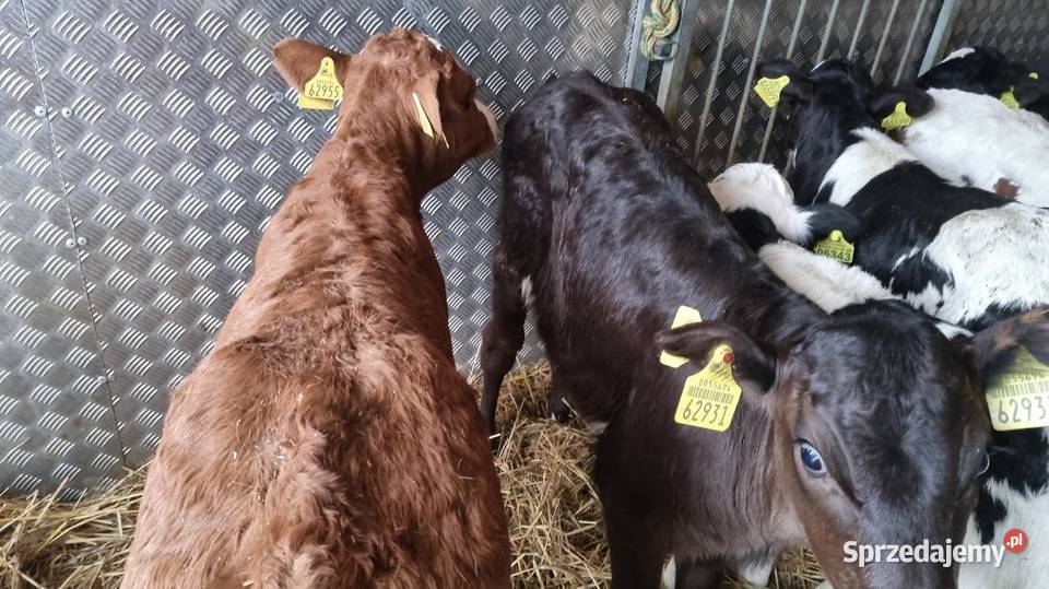 sprzedam cielaki byczki mięsne POLSKIE Konin