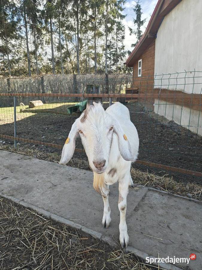 Dwuletni koziołek zmieni dom Witkowo Drugie