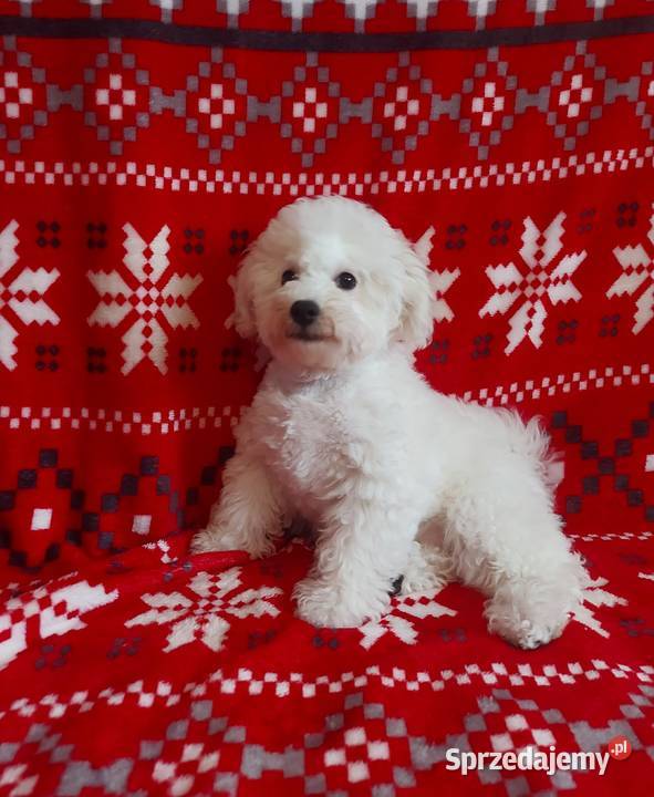 Śliczny piesek Bichon frise FCI podkarpackie Lipsko