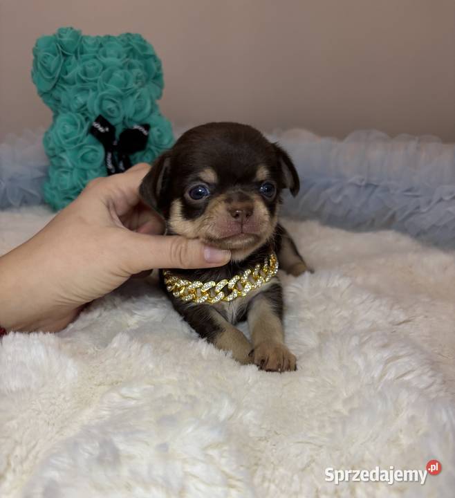 Chihuahua piesek krótkowłosy Choco Tan badania Bełchatów