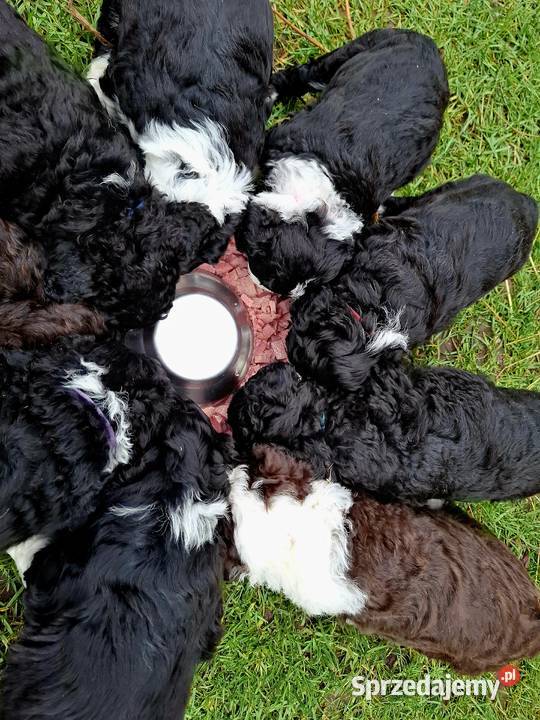 Portugalski pies dowodny piesek Szczenięta sprzedam