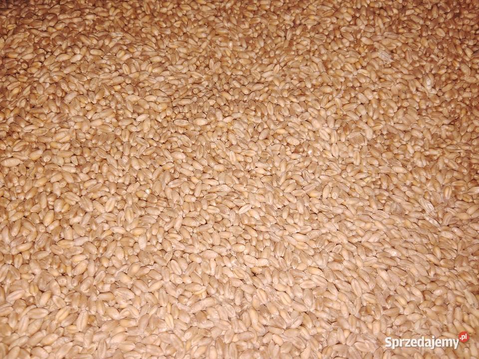 Pszenżyto jare przewódkowe Zboża Wodzisław sprzedam