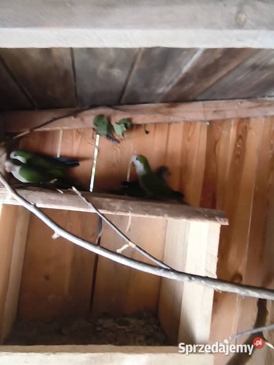 Sprzedam mnichy Bokinka Pańska sprzedam