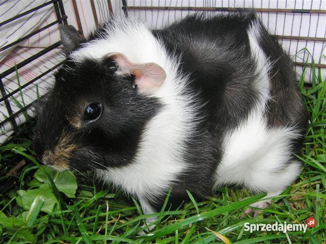 Świnka morska rozetka 10 tygodni ll Zwierzęta Radostowice