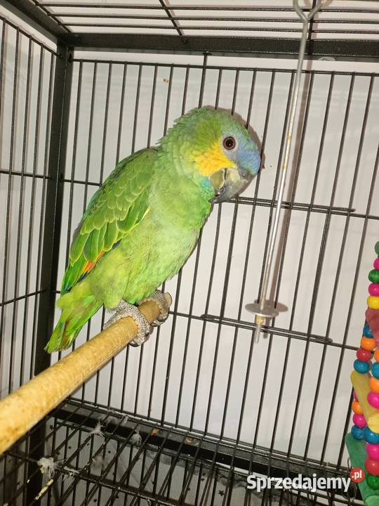Papuga amazonka modrobrewa Wyszków