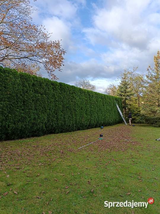 Usługi Ogrodnicze Wertykulacja wycinki drzew Bielsko-Biała