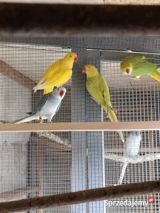 Aleksandrety obrożne głowa ogon Grodzisk Wielkopolski