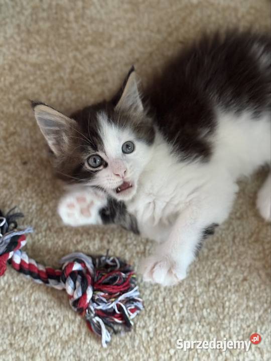 Kotka Maine Coon gotowa do odbioru dolnośląskie Wrocław