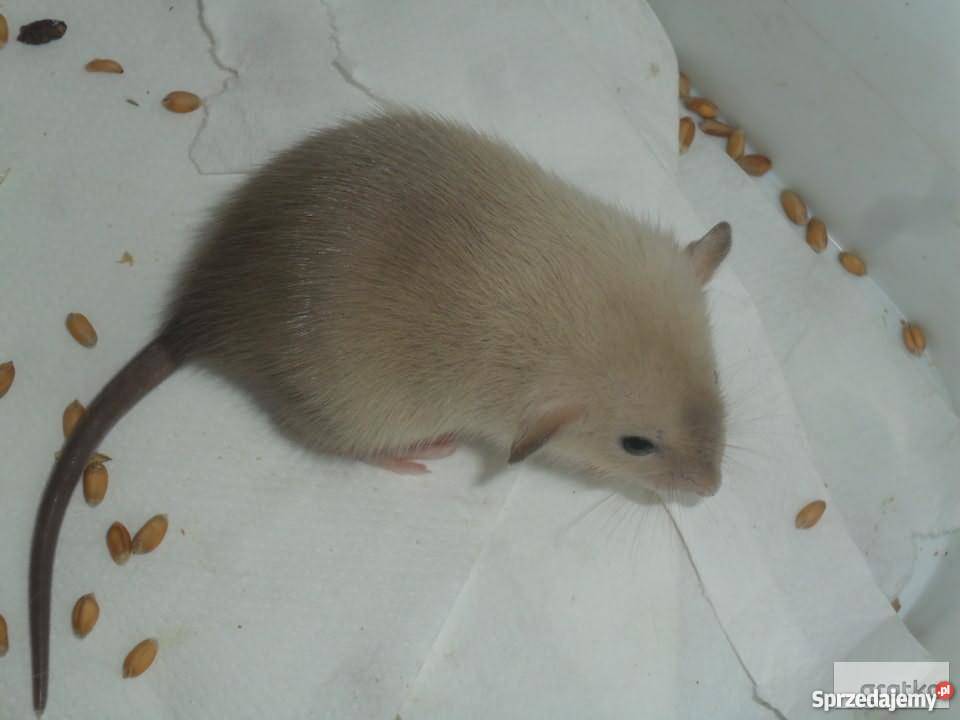 szczury szczurki Dumbo Siamese Seal Point Warszawa
